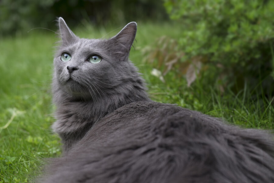 graue-katzen-die-sch-nsten-grauen-katzenrassen